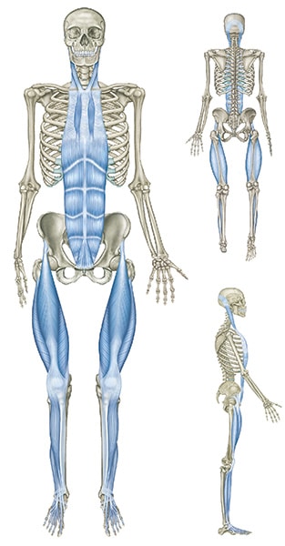 terapia manualna KMI 1 powiez