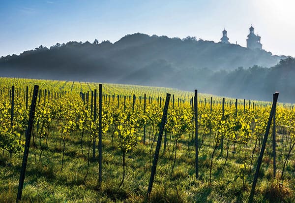 Winnica Srebrna Góra/k Krakowa, w tle wieże klasztoru Kamedułów na Bielanach