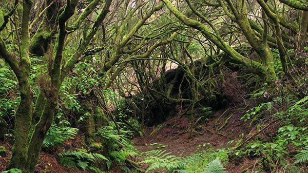 El Hierro 03