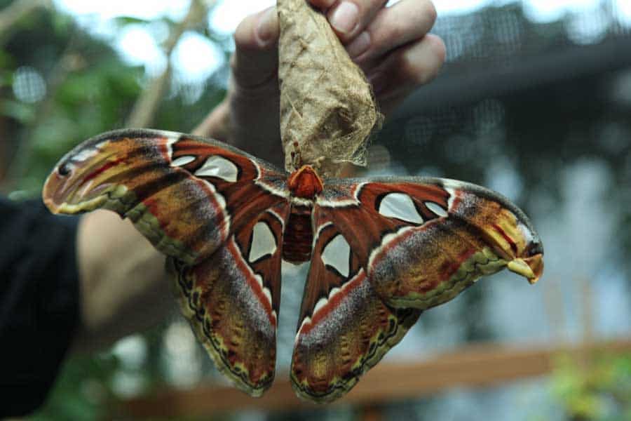 Brandenburgia biosfera poczdam motylarnia