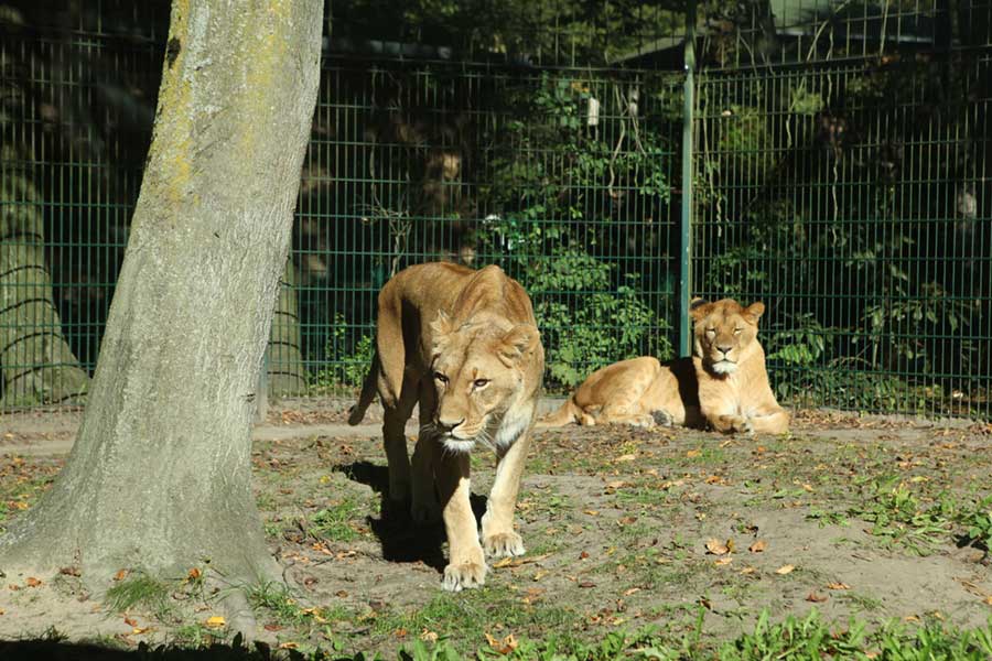 Brandenburgia zoo eberswalde
