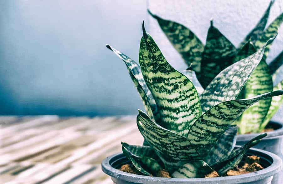 Sansevieria oczyszcza powietrze z benzenu i formaldehydu.