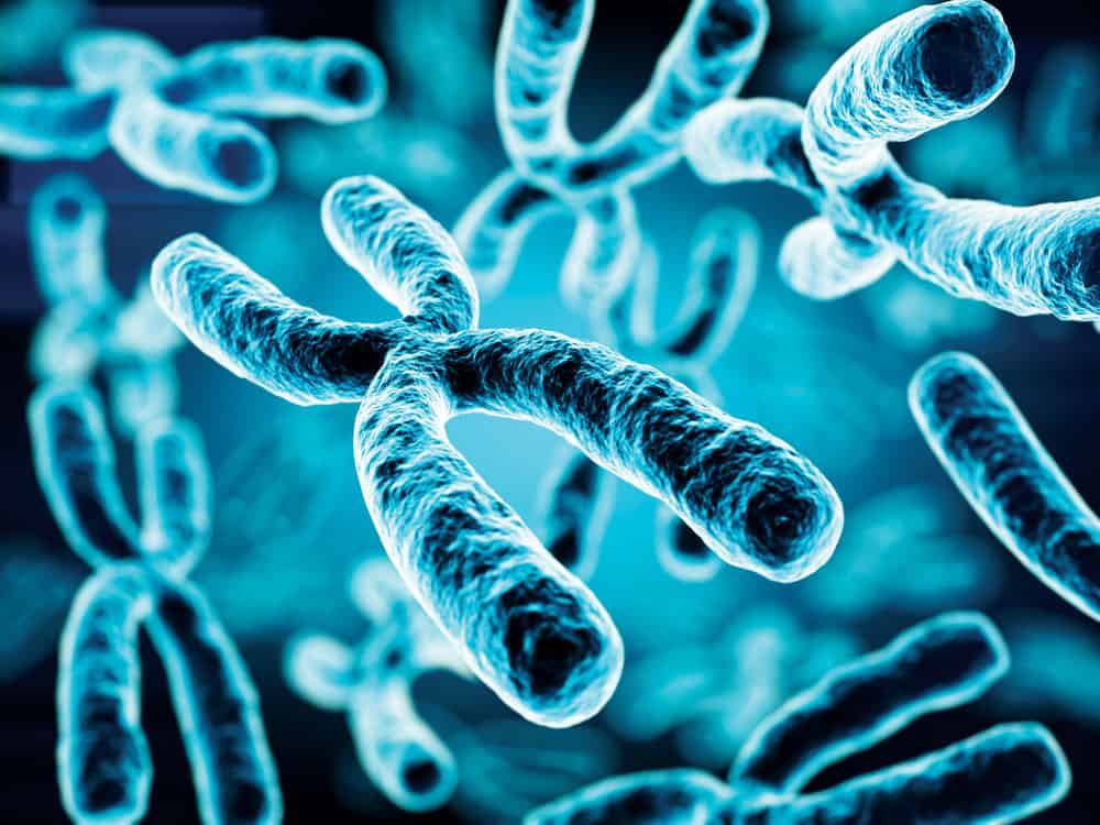 Badania genetyczne - chromosomy