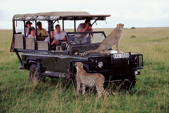 Safari